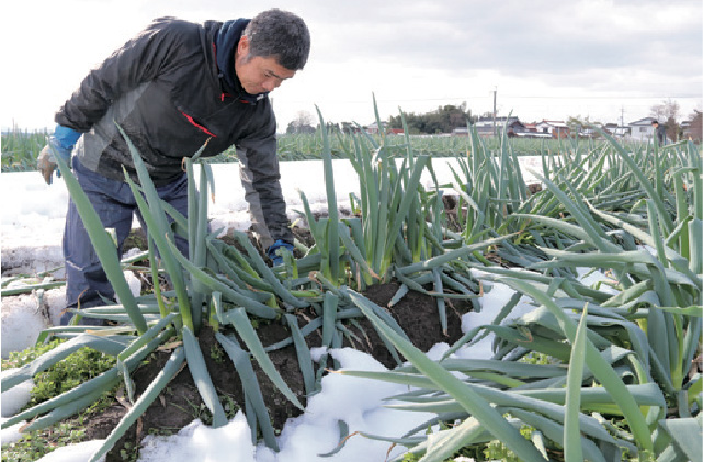 白ねぎ雪害出荷規格を適用