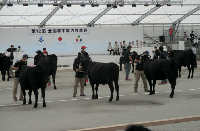 第12回全国和牛能力共進会　鹿児島大会